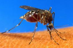 Paludisme : la mortalité néonatale a chuté grâce à la prévention