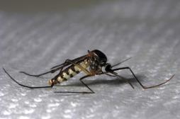Dengue: alerte en Martinique