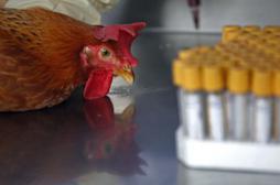 Grippe aviaire : le nouveau virus H6N1 inquiète les chercheurs 