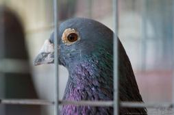 Grippe aviaire dans le Nord : des mesures drastiques pour éviter la propagation