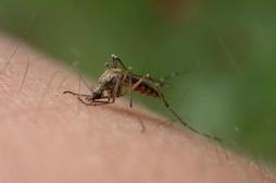 Paludisme : un vaccin prévu pour 2014 