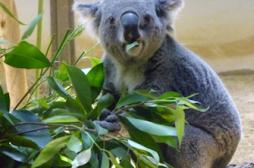 Sida : sur la piste de la guérison grâce aux koalas 