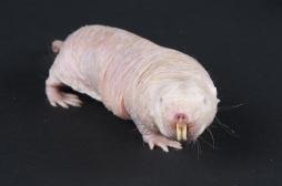 Rat-taupe nu : les scientifiques lui découvrent un nouveau 