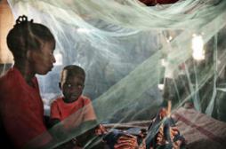  Palu, dengue... : les maladies vectorielles font 1 million de morts par an