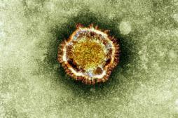 Coronavirus : le scénario d'une pandémie mondiale s'éloigne
