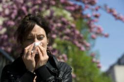 Alerte aux pollens de bouleau dans l'Est de la France