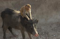 Greffe : un babouin vit 945 jours avec un cœur de porc