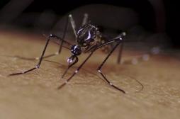 Californie : Google va relâcher 20 millions de moustiques stériles