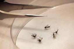 Chikungunya : un premier cas autochtone aux Etats-Unis