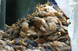 Grippe aviaire : une nouvelle souche détectée en Asie