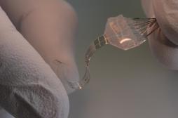 Un implant a permis à des rats paraplégiques de remarcher