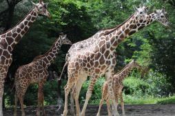 Anatomie : le secret du ligament qui fait tenir les girafes debout
