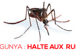 Chikungunya : les Antilles font la chasse aux idées reçues