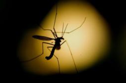Dengue : des résultats encourageants pour un vaccin
