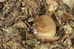 L'hibernation animale, un espoir pour lutter contre Alzheimer