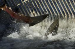 Antidépresseurs : les rejets dans l'environnement menacent les poissons