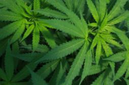 Cannabis : le rapport qui prône la légalisation