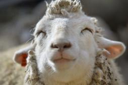 Tremblante du mouton : un risque potentiel de transmission à l'homme 