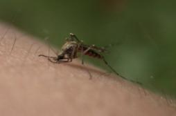 Dengue, chikungunya : surveillance lancée en France métropolitaine
