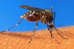 Virus zika : un nouvelle menace transmise par le moustique tigre 
