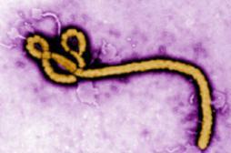 Ebola : il faudra 6 à 9 mois  