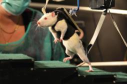 Des chercheurs ont réussi à faire marcher des rats paralysés 