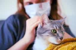 Covid-19 : si votre chat est contaminé, peut-il générer un nouveau variant ?