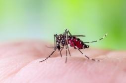 Dengue, chikungunya : pourquoi ces maladies progressent ?
