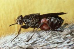 Maladie du sommeil : le code génétique de la mouche tsé-tsé décrypté