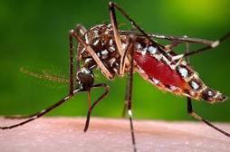Zika : 50 villes menacées aux Etats-Unis