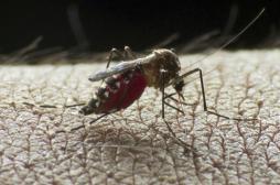 Dengue : le vaccin recommandé par l’OMS