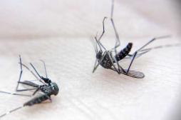 Vaccin contre la dengue : le Brésil l'autorise en zone endémique