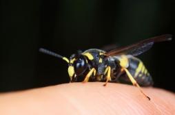 Insectes, serpents, méduses : comment traiter ?