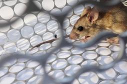 Hantavirus : et si l'évolution du climat changeait aussi les maladies ?
