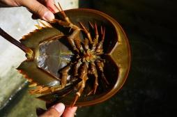 La limule, cette bête qui nous protège des bactéries, est menacée de disparition