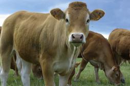 Mieux nourrir les animaux pour soigner notre alimentation