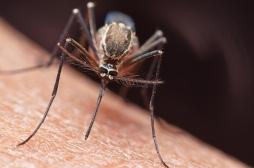 Moustiques : comment leur échapper ?
