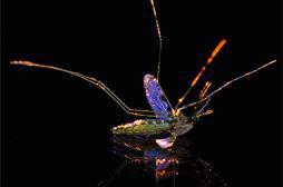 Revêtement électrostatique : l'arme fatale contre les moustiques