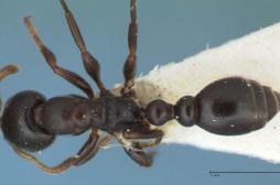 Antibiorésistance : la solution passe par les fourmis