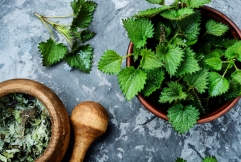 L'ortie : urticante ... mais bourrée de vertus !