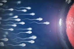 L'âge biologique des spermatozoïdes est un marqueur des chances de grossesse 