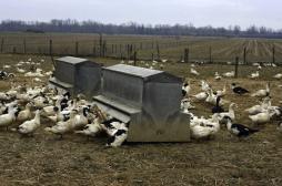Grippe aviaire : l'Arabie Saoudite suspend ses importations de volailles françaises