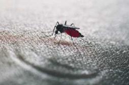 Chikungunya : plus d'1 cas importé sur 3 se trouve en PACA 