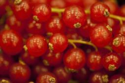 Hépatite A : des baies rouges contaminent 9 personnes