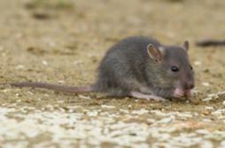 La leptospirose sévit à La Réunion