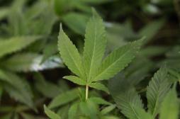 Drogues : l'alcool  bien plus dangereux que le cannabis 