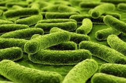 Maladies cutanées : une bactérie clé découverte dans le microbiote 