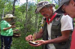 Champignons : les précautions pour éviter l’intoxication