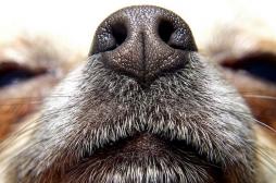 L'odorat de l'Homme est équivalent à celui du chien