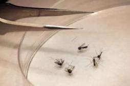 Chikungunya : Marisol Touraine donne son vert à l'usage du malathion 